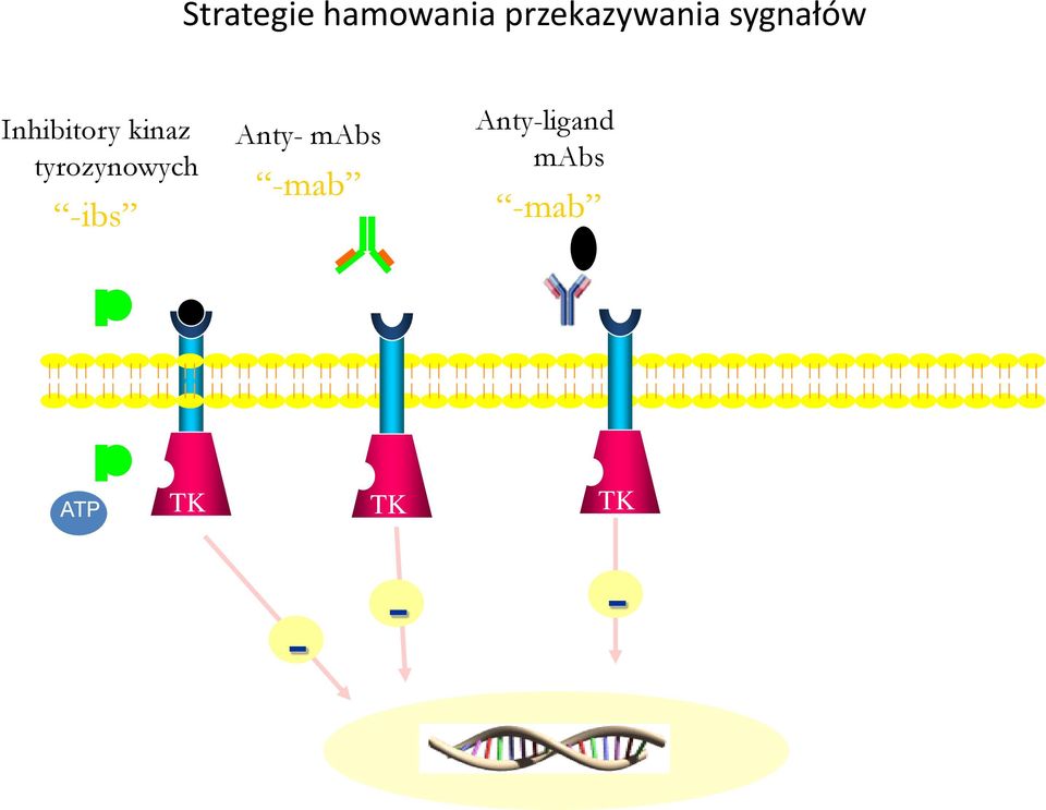 tyrozynowych -ibs Anty- mabs -mab