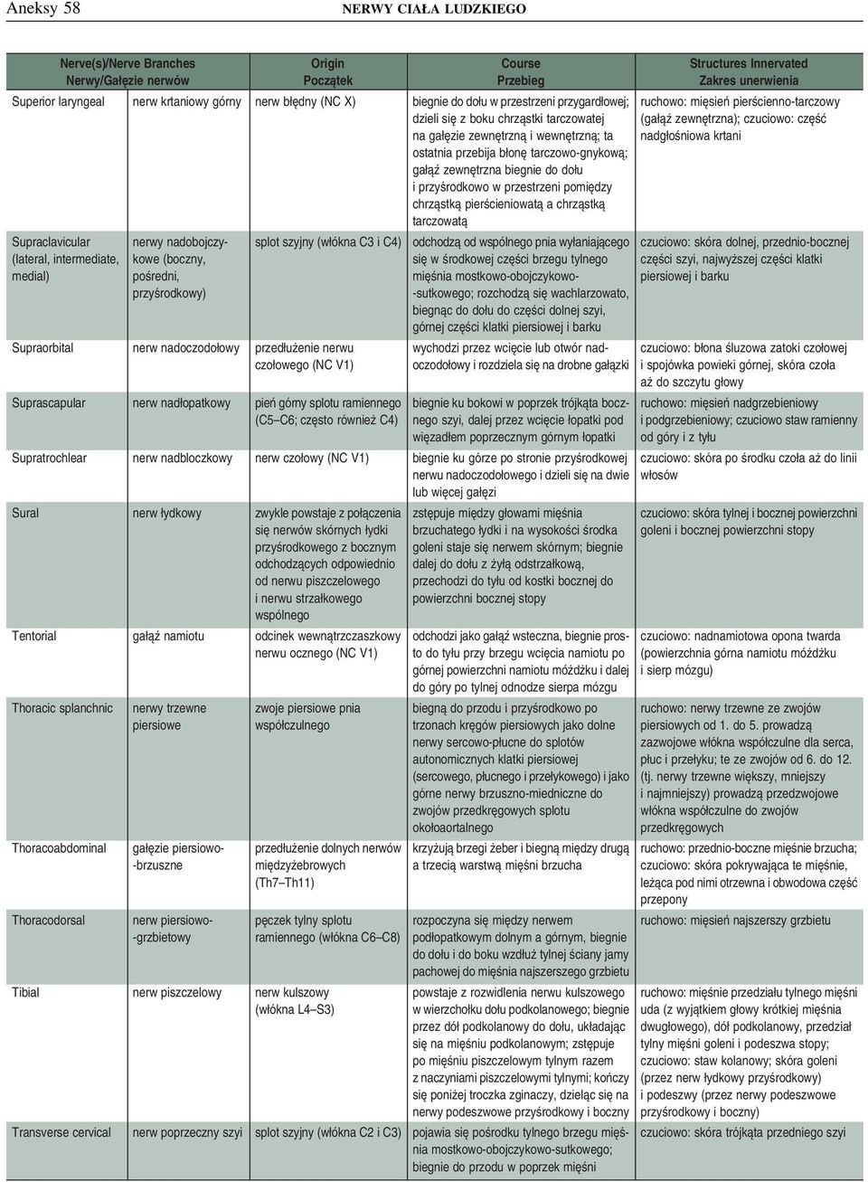 (lateral, intermediate, medial) nerwy nadobojczykowe (boczny, pośredni, przyśrodkowy) splot szyjny (włókna C3 i C4) Supraorbital nerw nadoczodołowy przedłużenie nerwu czołowego (NC V1) Suprascapular