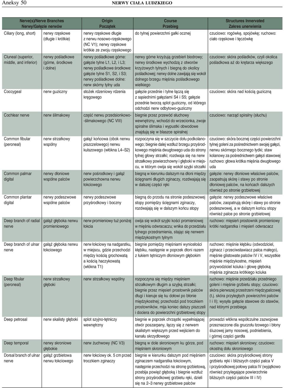 dolne: nerw skórny tylny uda Coccygeal nerw guziczny stożek rdzeniowy rdzenia kręgowego Cochlear nerve nerw ślimakowy część nerwu przedsionkowo- -ślimakowego (NC VIII) Common fibular (peroneal)