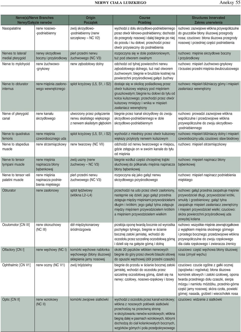 wewnętrznego nerw kanału skrzydłowego nerw mięśnia czworobocznego uda zwój skrzydłowo- -podniebienny (nerw szczękowy NC V2) pień przedni nerwu żuchwowego (NC V3) nerw zębodołowy dolny splot krzyżowy