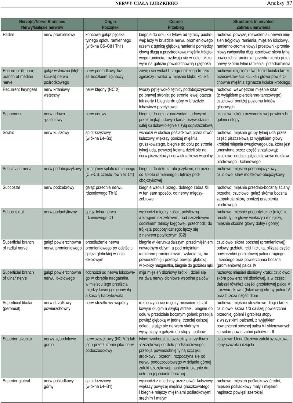 krzyżowy (włókna L4 S3) Subclavian nerve nerw podobojczykowy pień górny splotu ramiennego (C5 C6; często również C4) Subcostal nerw podżebrowy gałąź przednia nerwu rdzeniowego Th12 Suboccipital nerw