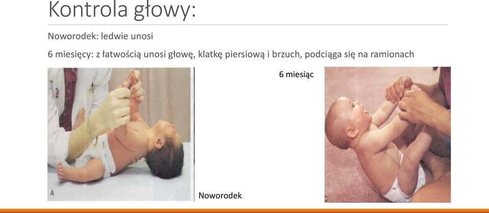 głowę, klatkę piersiową i brzuch,