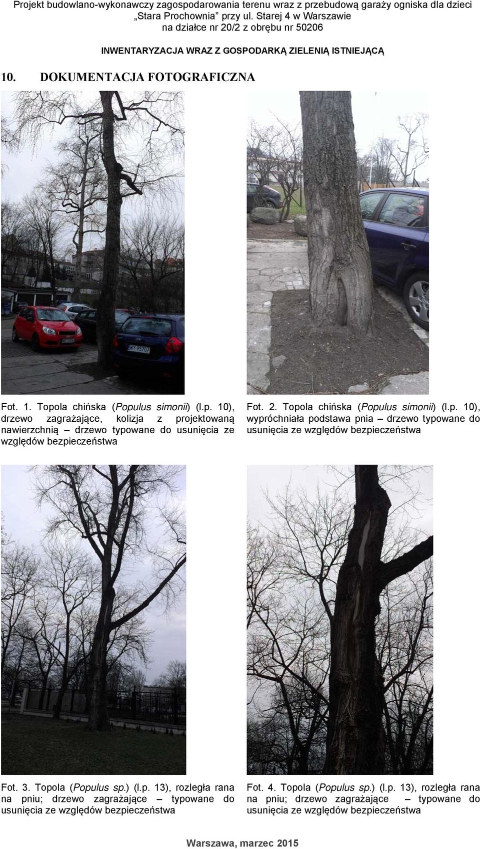 la chińska (Populus simonii) (l.p. 10), drzewo zagrażające, kolizja z projektowaną nawierzchnią drzewo typowane do usunięcia ze względów bezpieczeństwa Fot. 2. Topola chińska (Populus simonii) (l.p. 10), wypróchniała podstawa pnia drzewo typowane do usunięcia ze względów bezpieczeństwa Fot.