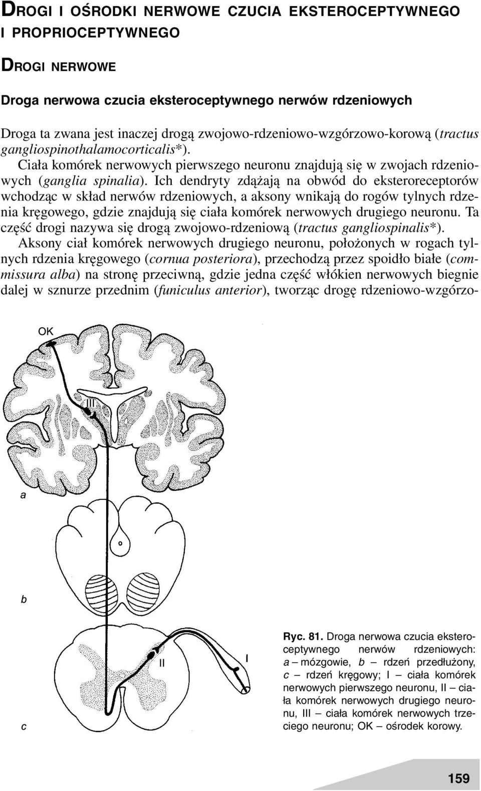 Ich dendryty zdążają na obwód do eksteroreceptorów wchodząc w skład nerwów rdzeniowych, a aksony wnikają do rogów tylnych rdzenia kręgowego, gdzie znajdują się ciała komórek nerwowych drugiego