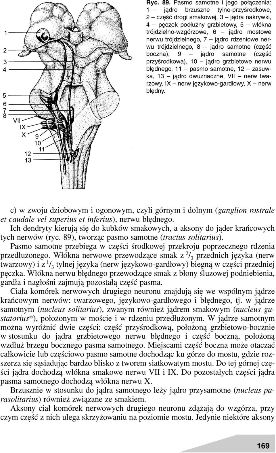 trójdzielnego, 7 jądro rdzeniowe nerwu trójdzielnego, 8 jądro samotne (część boczna), 9 jądro samotne (część przyśrodkowa), 10 jądro grzbietowe nerwu błędnego, 11 pasmo samotne, 12 zasuwka, 13 jądro