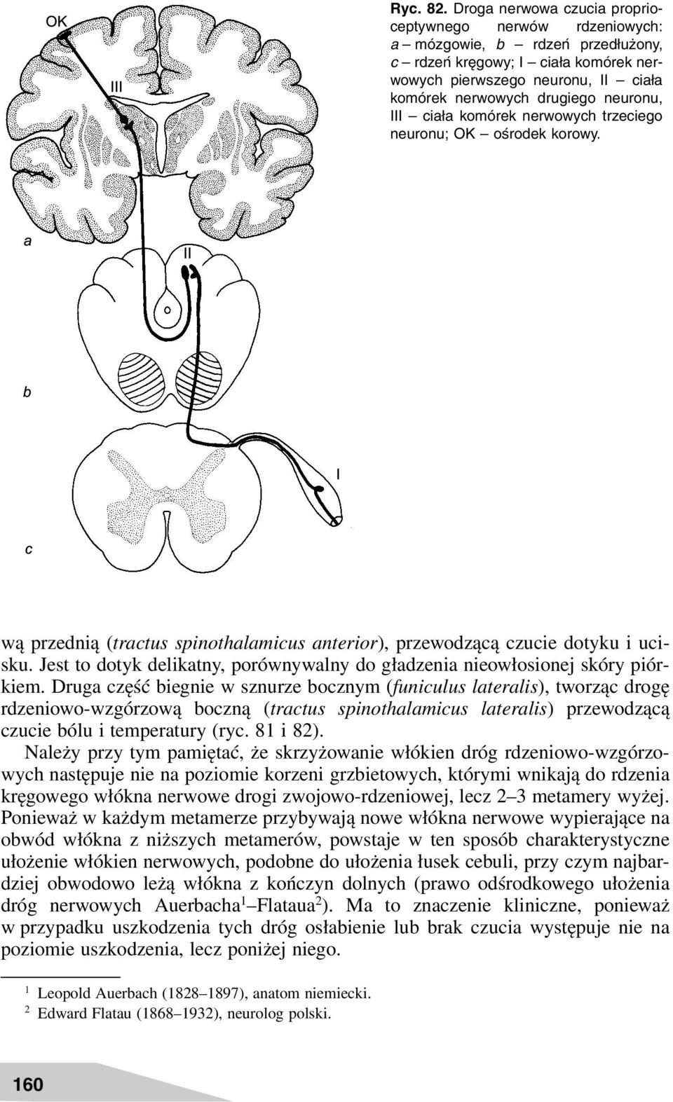 III ciała komórek nerwowych trzeciego neuronu; OK ośrodek korowy. wą przednią (tractus spinothalamicus anterior), przewodzącą czucie dotyku i ucisku.