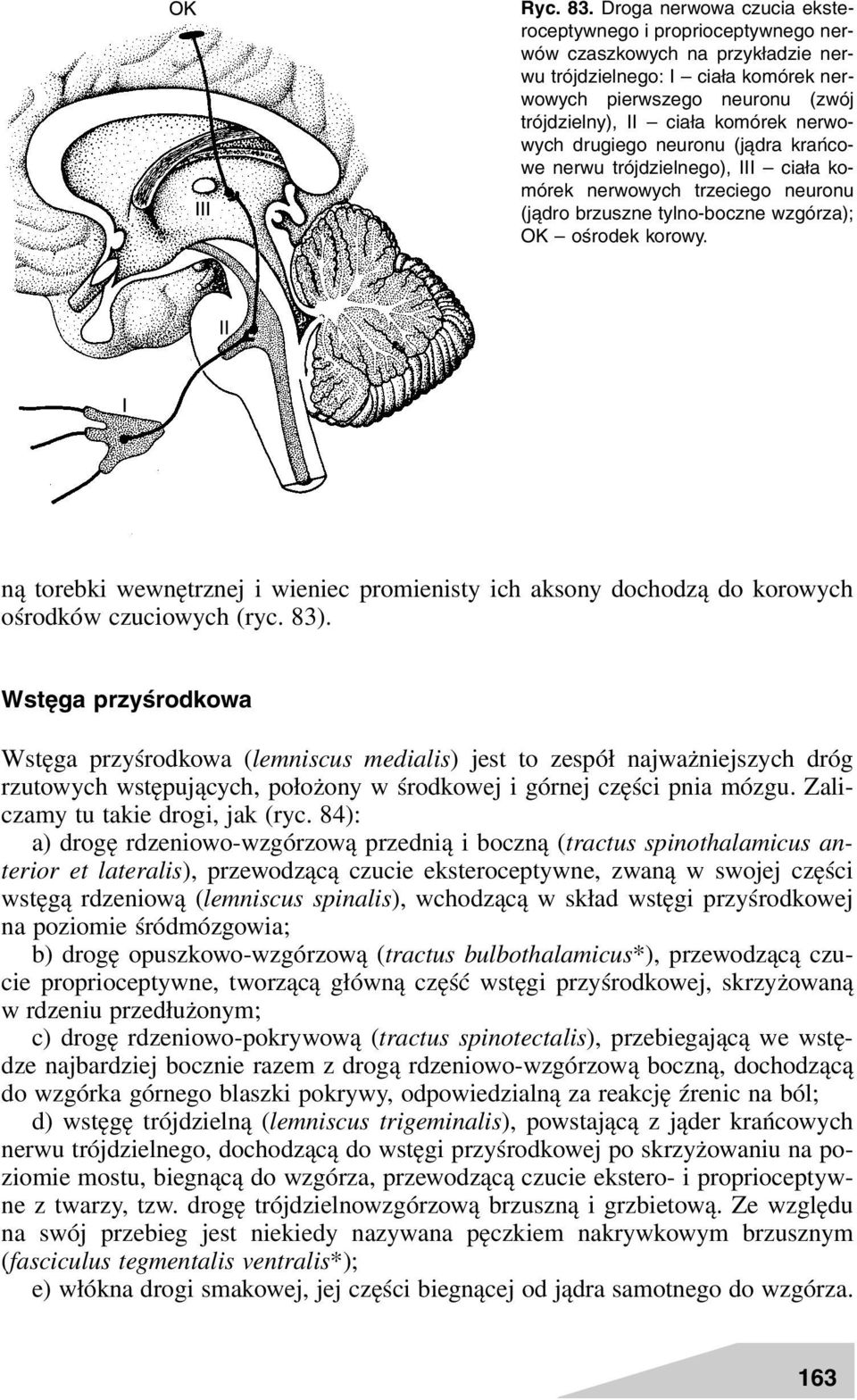 nerwowych drugiego neuronu (jądra krańcowe nerwu trójdzielnego), III ciała komórek nerwowych trzeciego neuronu (jądro brzuszne tylno-boczne wzgórza); OK ośrodek korowy.