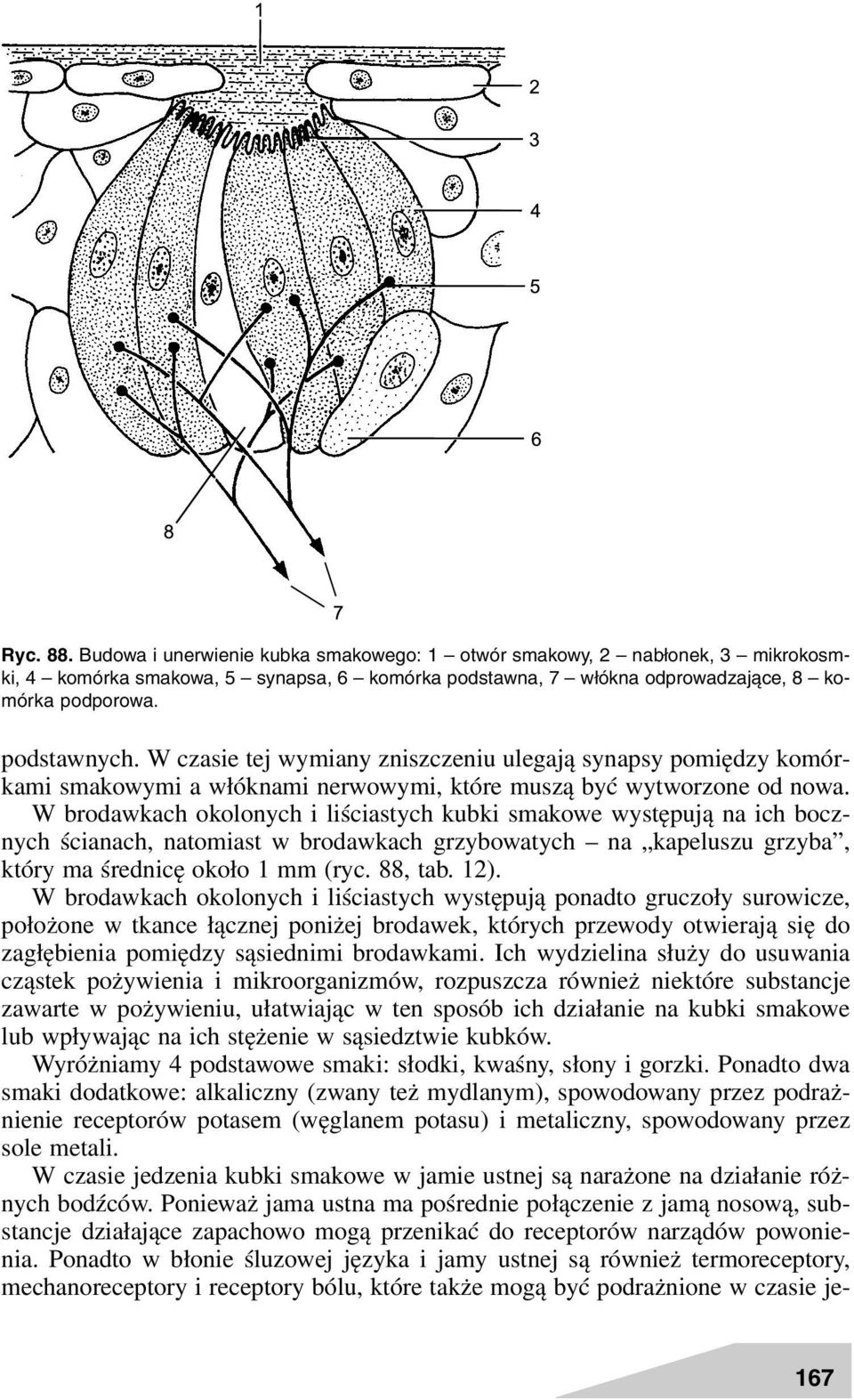 W brodawkach okolonych i liściastych kubki smakowe występują na ich bocznych ścianach, natomiast w brodawkach grzybowatych na kapeluszu grzyba, który ma średnicę około 1 mm (ryc. 88, tab. 12).