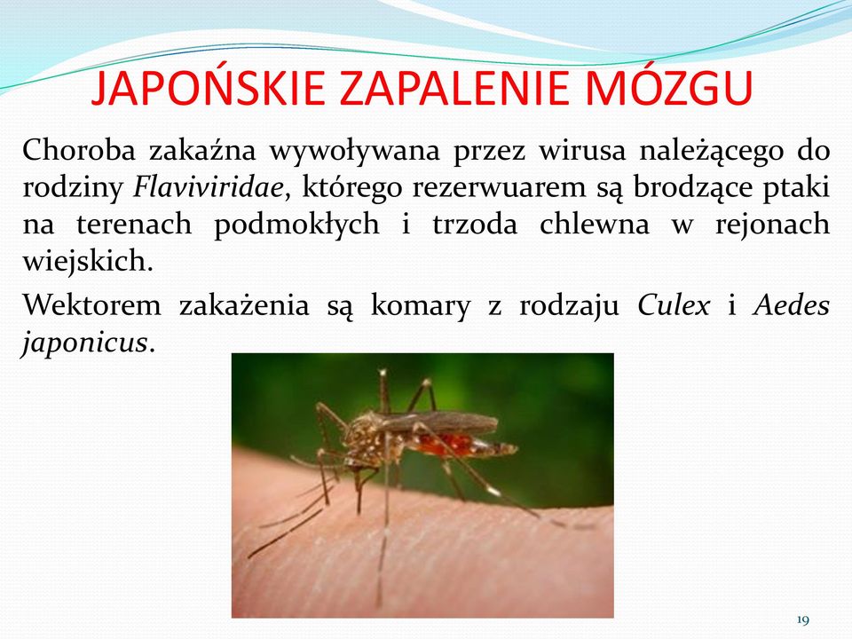 brodzące ptaki na terenach podmokłych i trzoda chlewna w rejonach