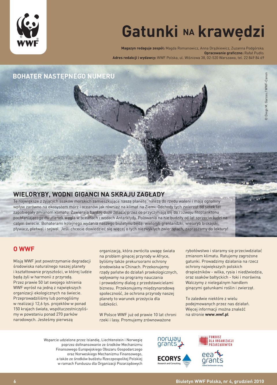 Garces / WWF-Canon WIELORYBY, WODNI GIGANCI SKRAJU ZAGŁADY Te największe z żyjących ssaków morskich zamieszkujące naszą planetę, należą do rzędu waleni i mają ogromny wpływ zarówno na ekosystem mórz