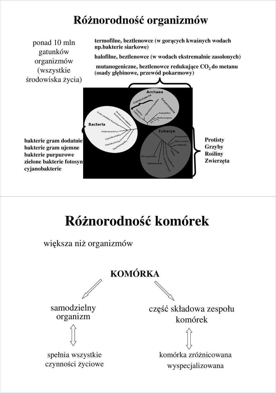 pokarmowy) bakterie gram dodatnie bakterie gram ujemne bakterie purpurowe zielone bakterie fotosyntetyczne cyjanobakterie Protisty Grzyby Rośliny Zwierzęta