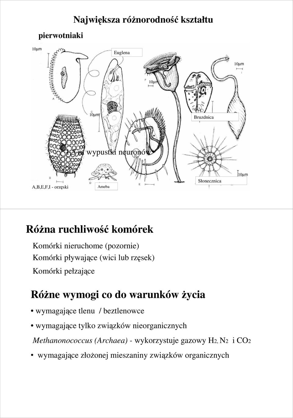 pływające (wici lub rzęsek) Komórki pełzające RóŜne wymogi co do warunków Ŝycia wymagające tlenu / beztlenowce wymagające tylko