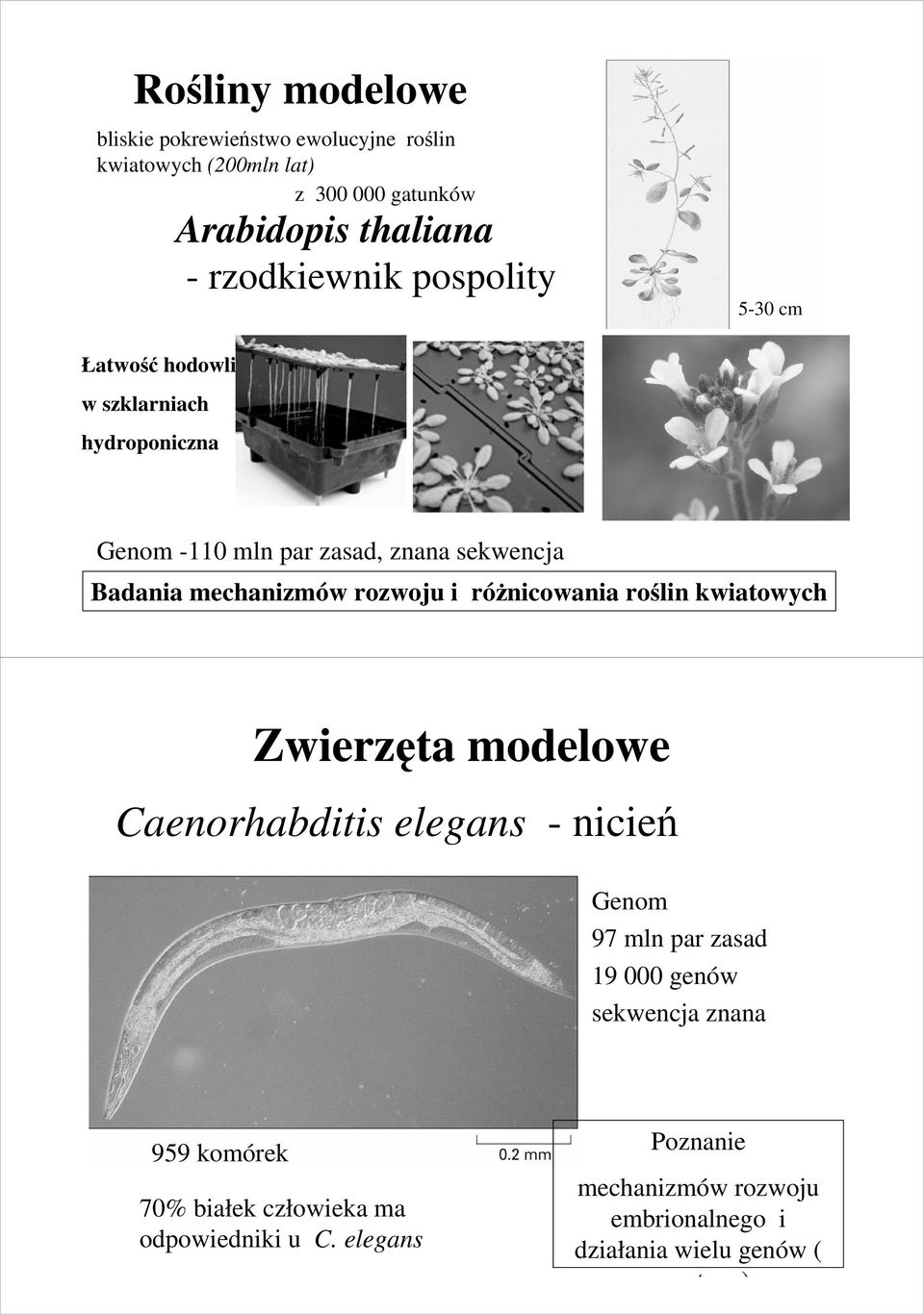 róŝnicowania roślin kwiatowych Zwierzęta modelowe Caenorhabditis elegans - nicień Genom 97 mln par zasad 19 000 genów sekwencja znana