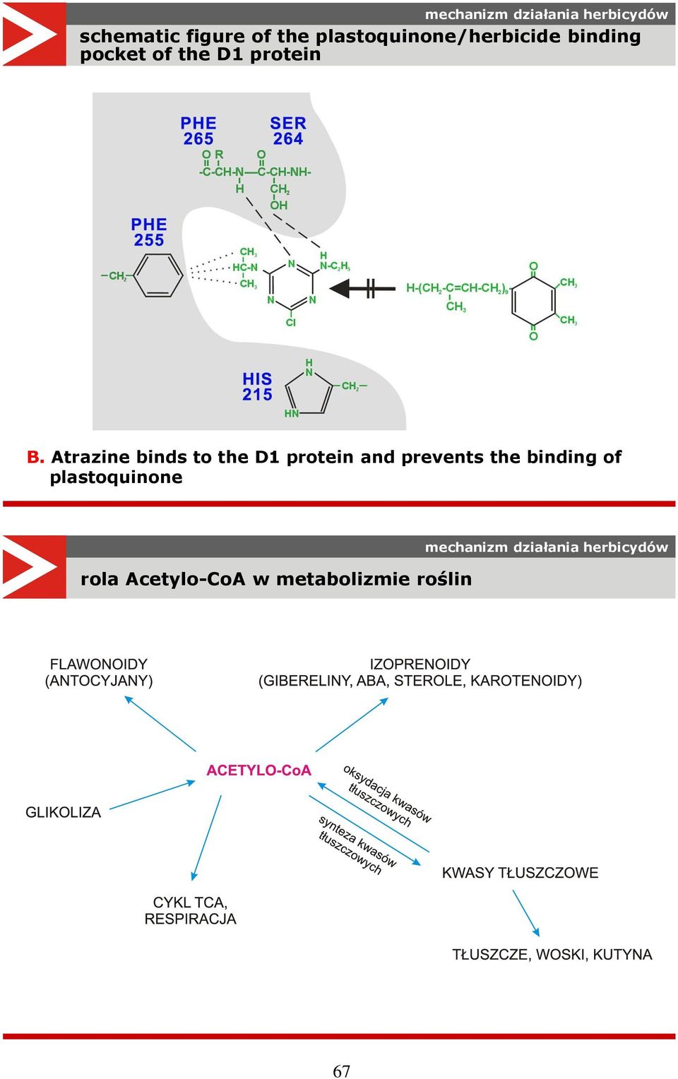 Atrazine binds to the D1 protein and prevents the