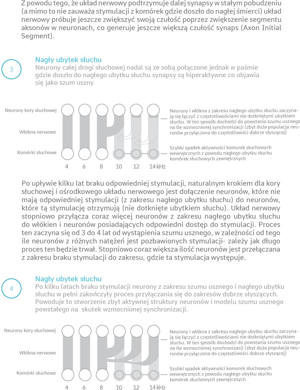 3 Nagły ubytek słuchu Neurony całej drogi słuchowej nadal są ze sobą połączone jednak w paśmie gdzie doszło do nagłego ubytku słuchu synapsy są hiperaktywne co objawia się jako szum uszny Włókna