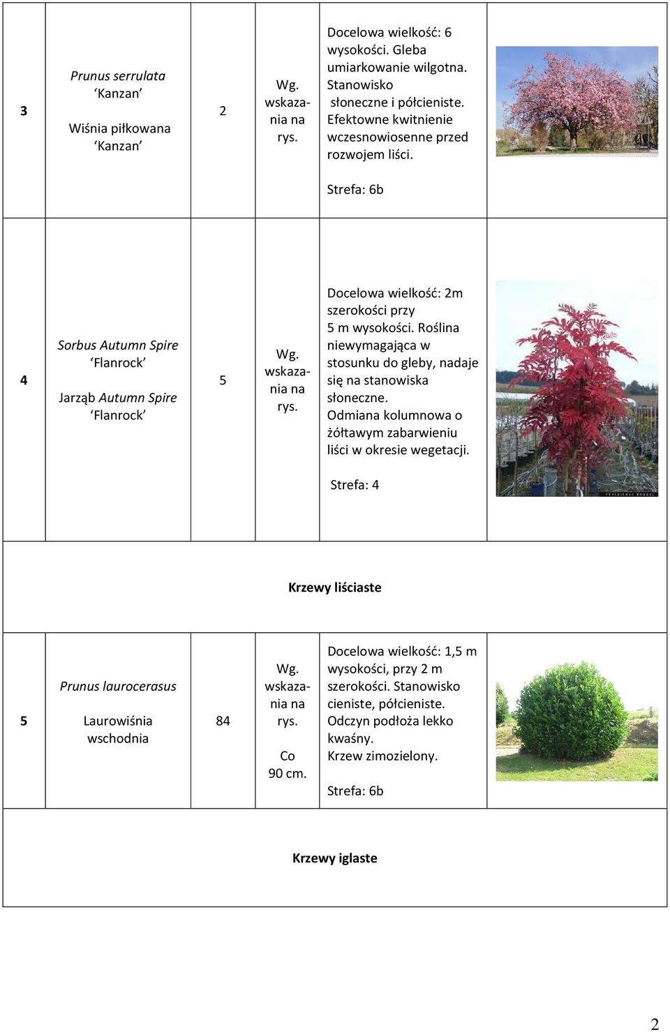 Strefa: 6b 4 Sorbus Autumn Spire Flanrock Jarząb Autumn Spire Flanrock Docelowa wielkość: m szerokości przy m wysokości.