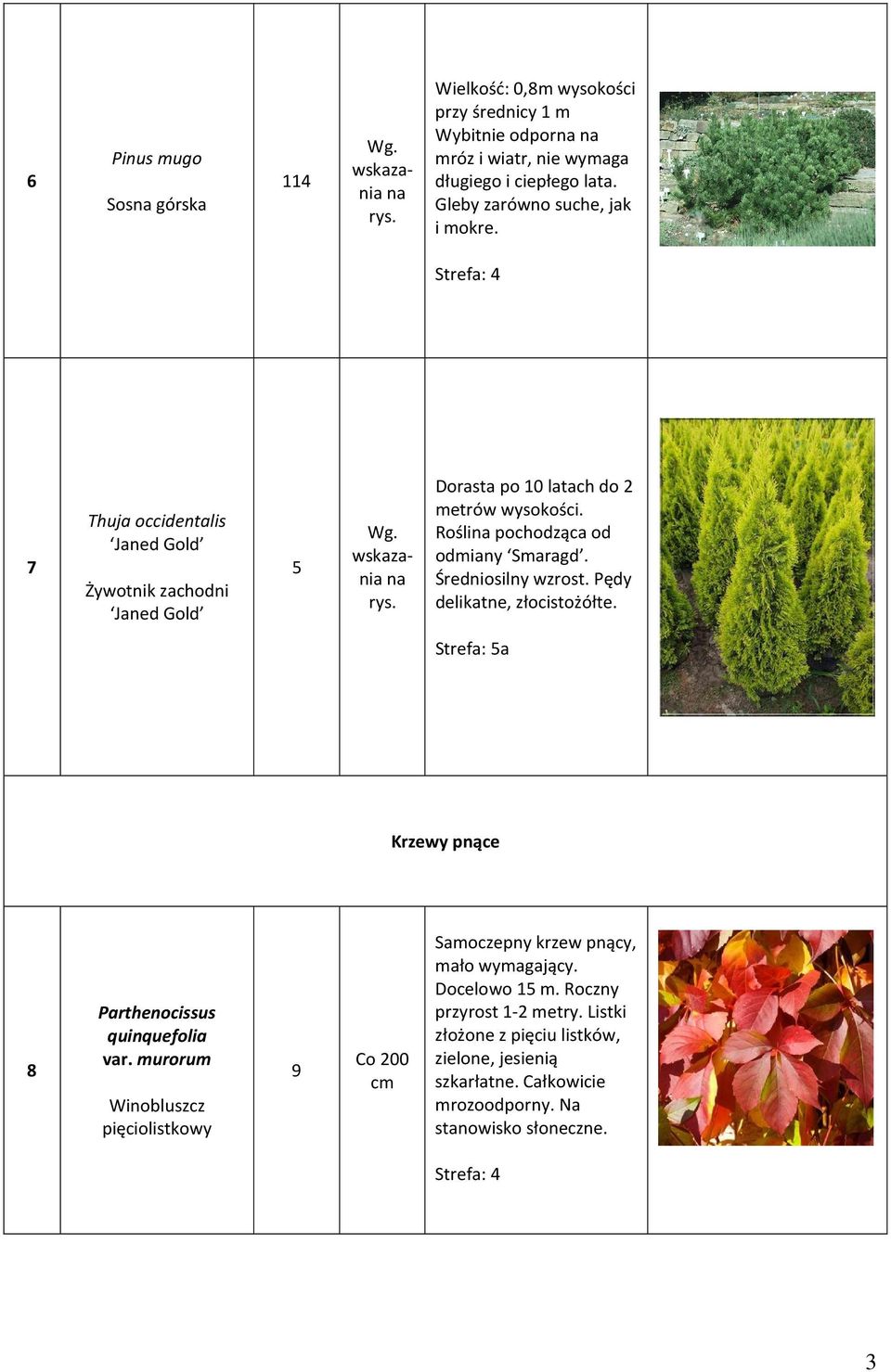 Rośli pochodząca od odmiany Smaragd. Średniosilny wzrost. Pędy delikatne, złocistożółte. Strefa: a Krzewy pnące 8 Parthenocissus quinquefolia var.