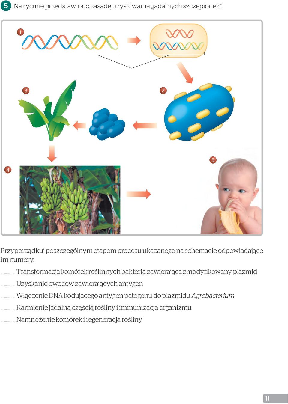 ... Transformacja komórek roślinnych bakterią zawierającą zmodyfikowany plazmid.