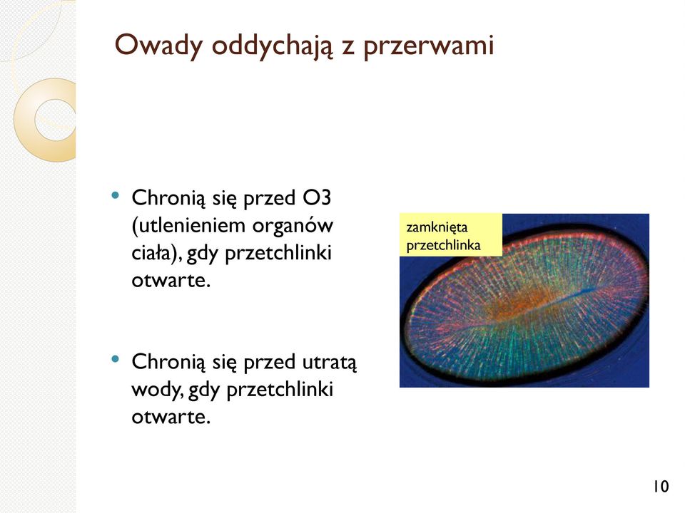 przetchlinki otwarte.