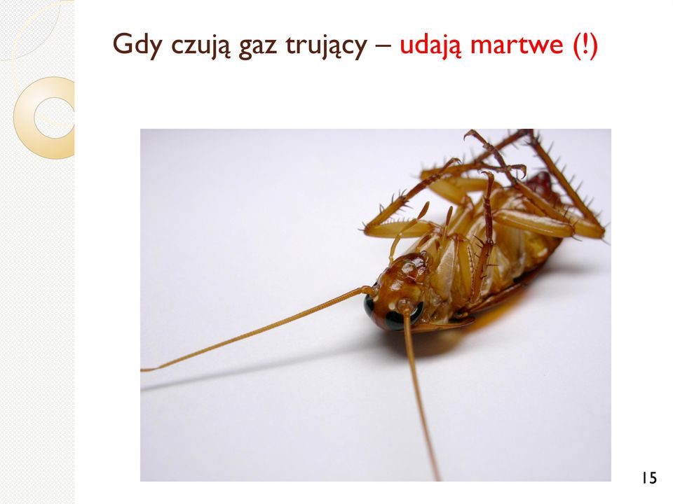 trujący