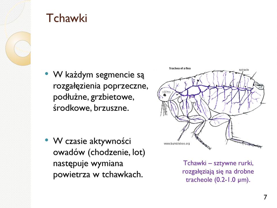 W czasie aktywności owadów (chodzenie, lot) następuje wymiana