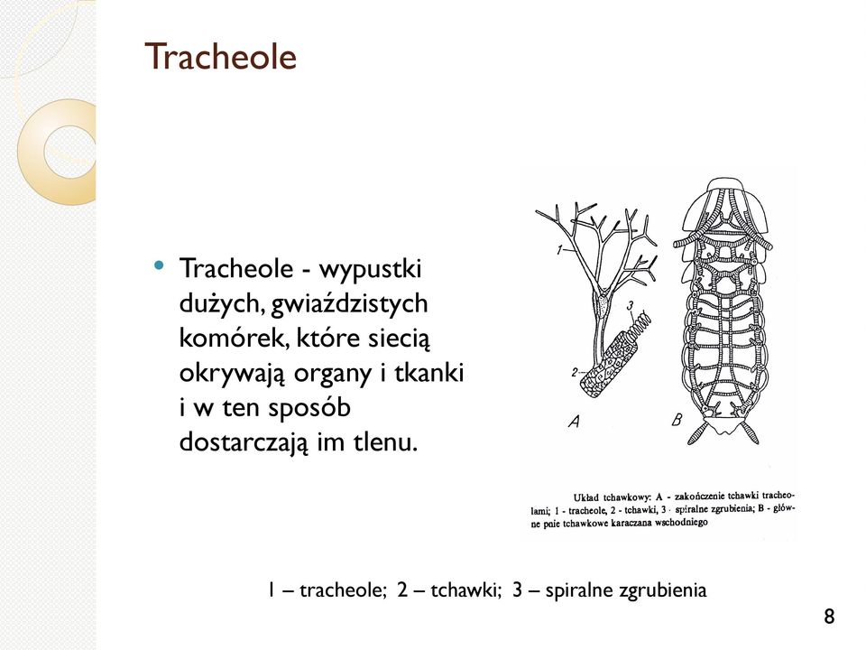 organy i tkanki i w ten sposób dostarczają im