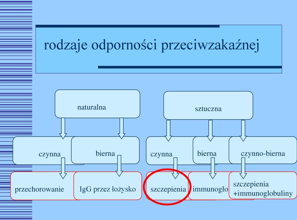 czynno-bierna przechorowanie IgG przez łożysko