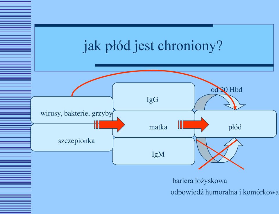 grzyby matka płód szczepionka IgM