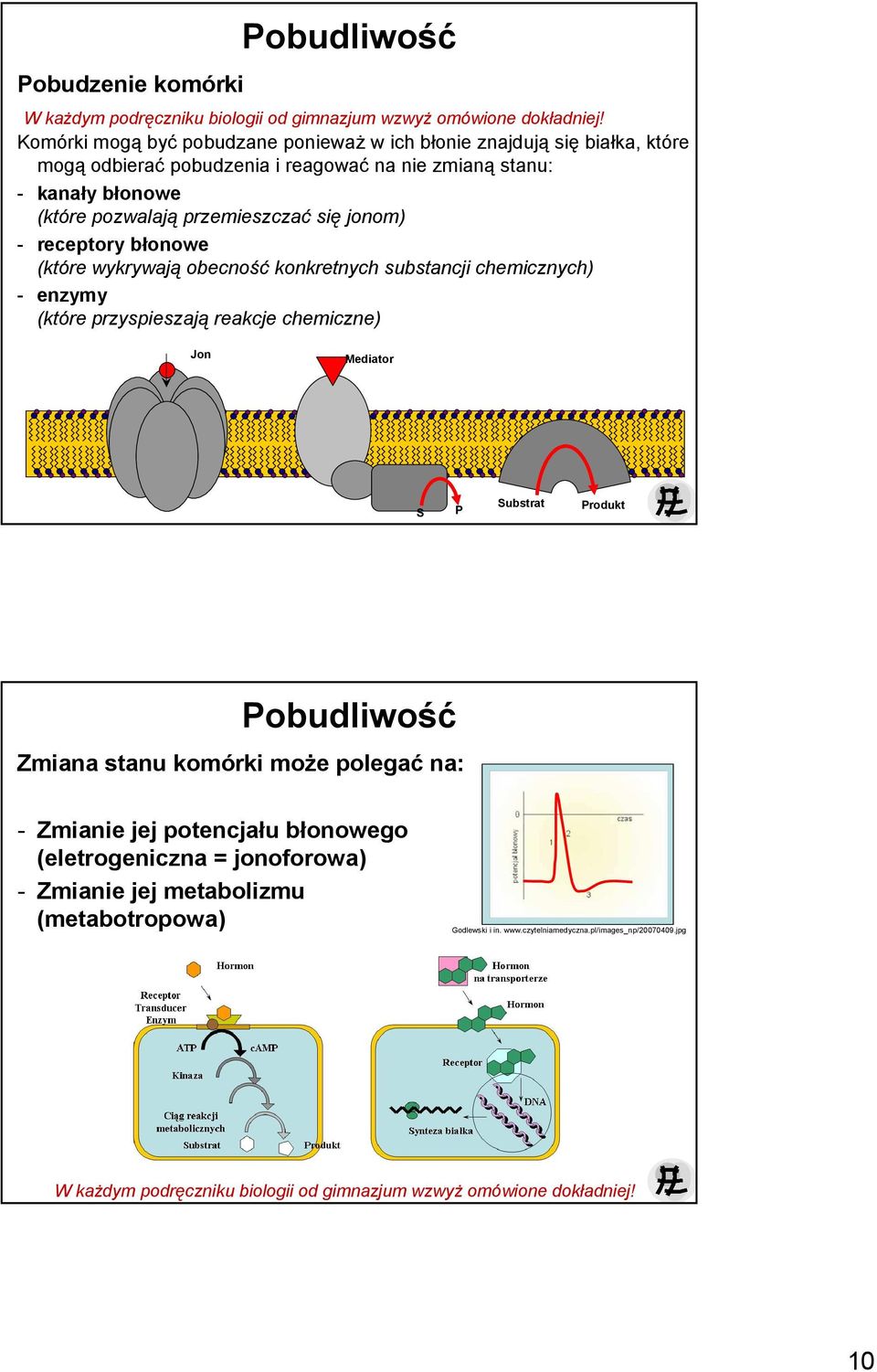 chemicznych) - enzymy (które przyspieszają reakcje chemiczne) Jon Mediator S P Substrat Produkt Pobudliwość Zmiana stanu komórki moŝe polegać na: -