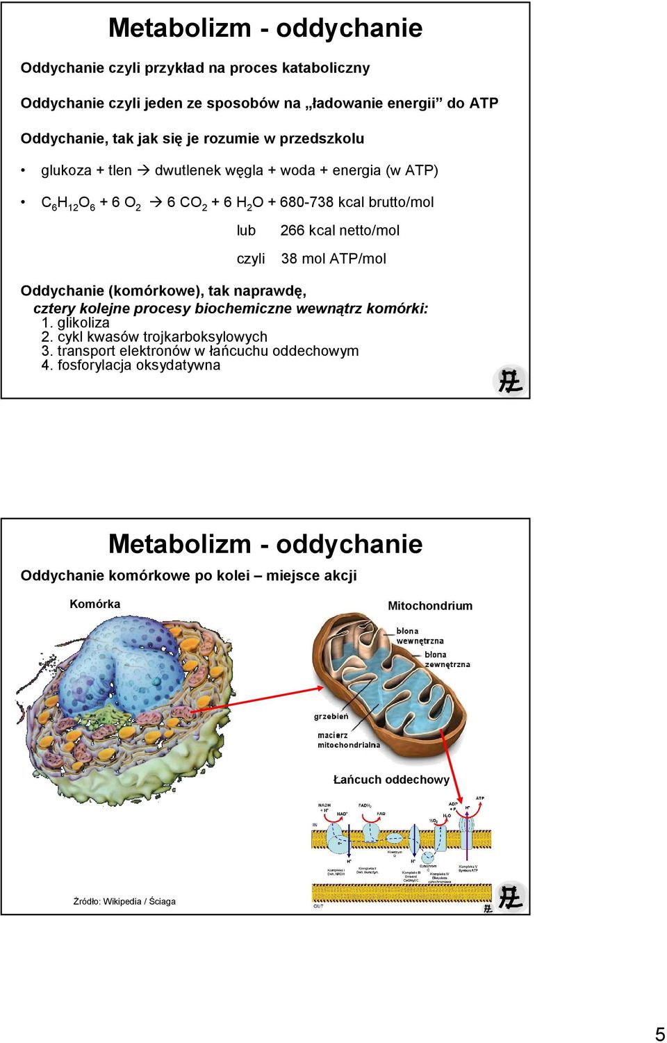 ATP/mol Oddychanie (komórkowe), tak naprawdę, cztery kolejne procesy biochemiczne wewnątrz komórki: 1. glikoliza 2. cykl kwasów trojkarboksylowych 3.