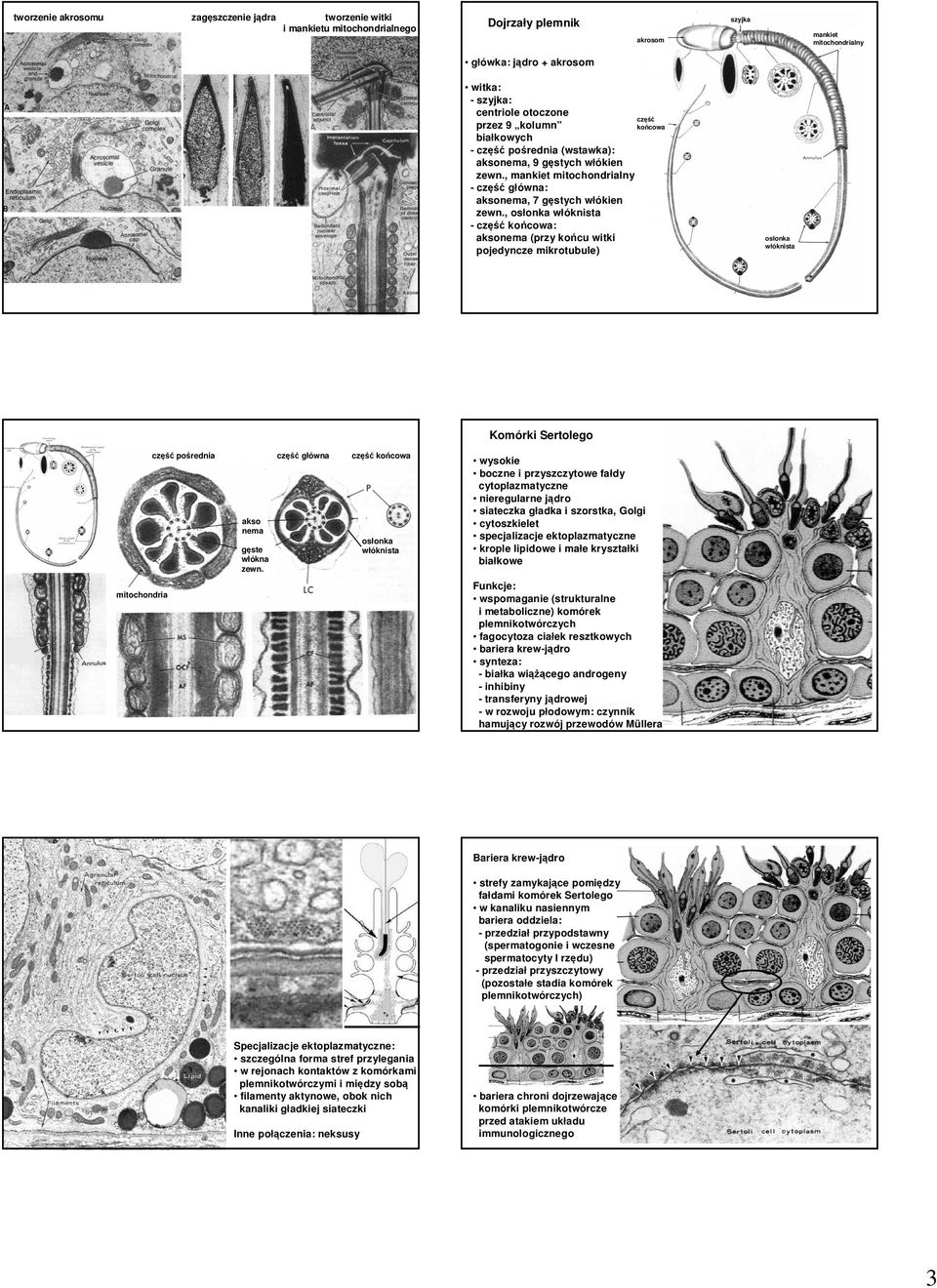 , osłonka włóknista - część końcowa: aksonema (przy końcu witki pojedyncze mikrotubule) część końcowa osłonka włóknista Komórki Sertolego mitochondria część pośrednia część główna część końcowa akso