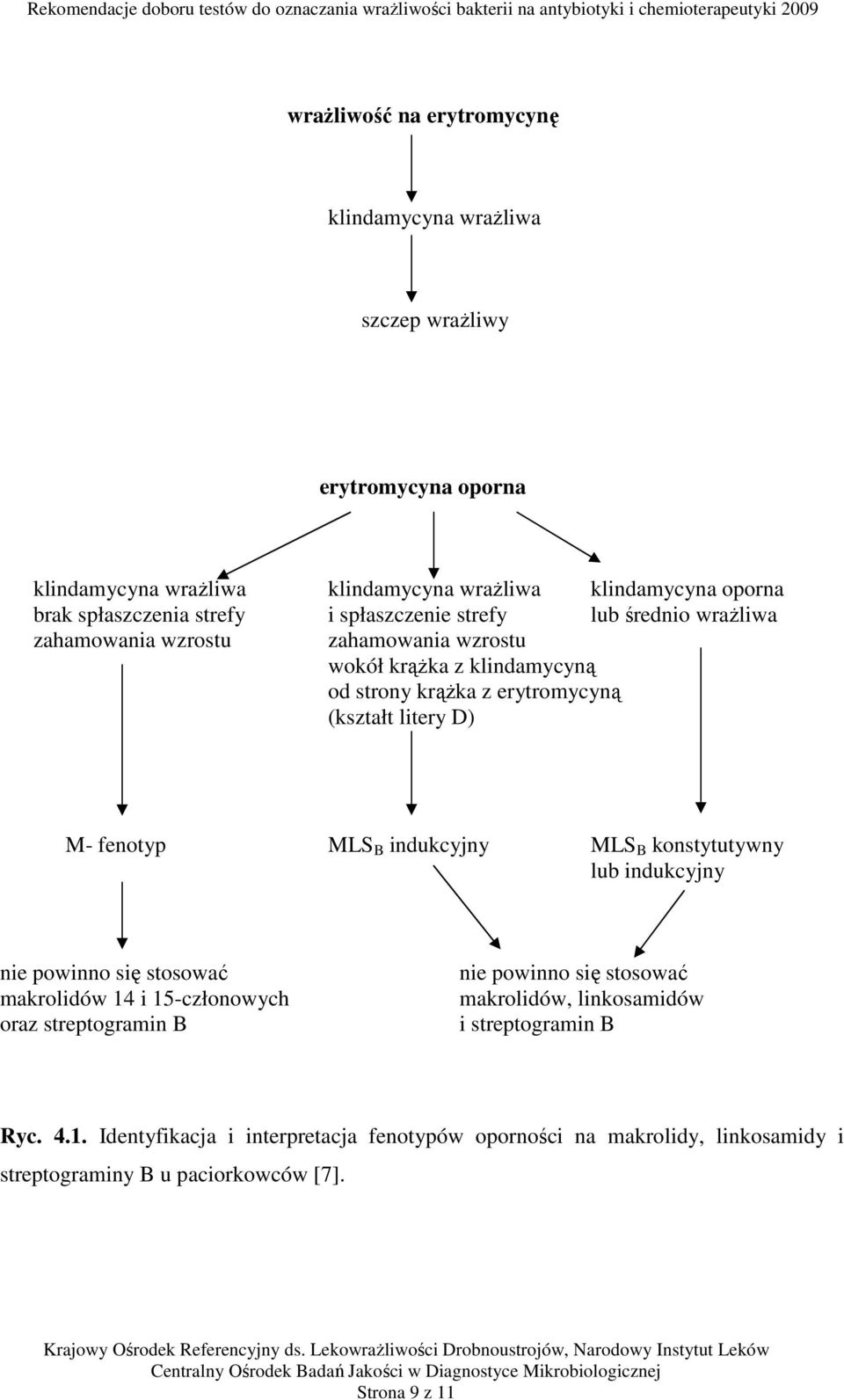 M- fenotyp MLS B indukcyjny MLS B konstytutywny lub indukcyjny nie powinno się stosować makrolidów 14 i 15-członowych oraz streptogramin B nie powinno się stosować