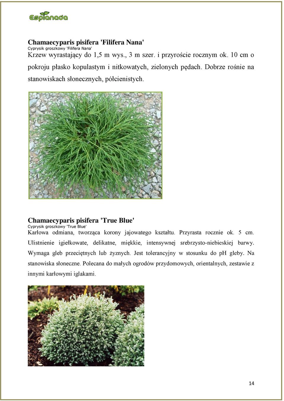 Chamaecyparis pisifera 'True Blue' Cyprysik groszkowy 'True Blue' Karłowa odmiana, tworząca korony jajowatego kształtu. Przyrasta rocznie ok. 5 cm.