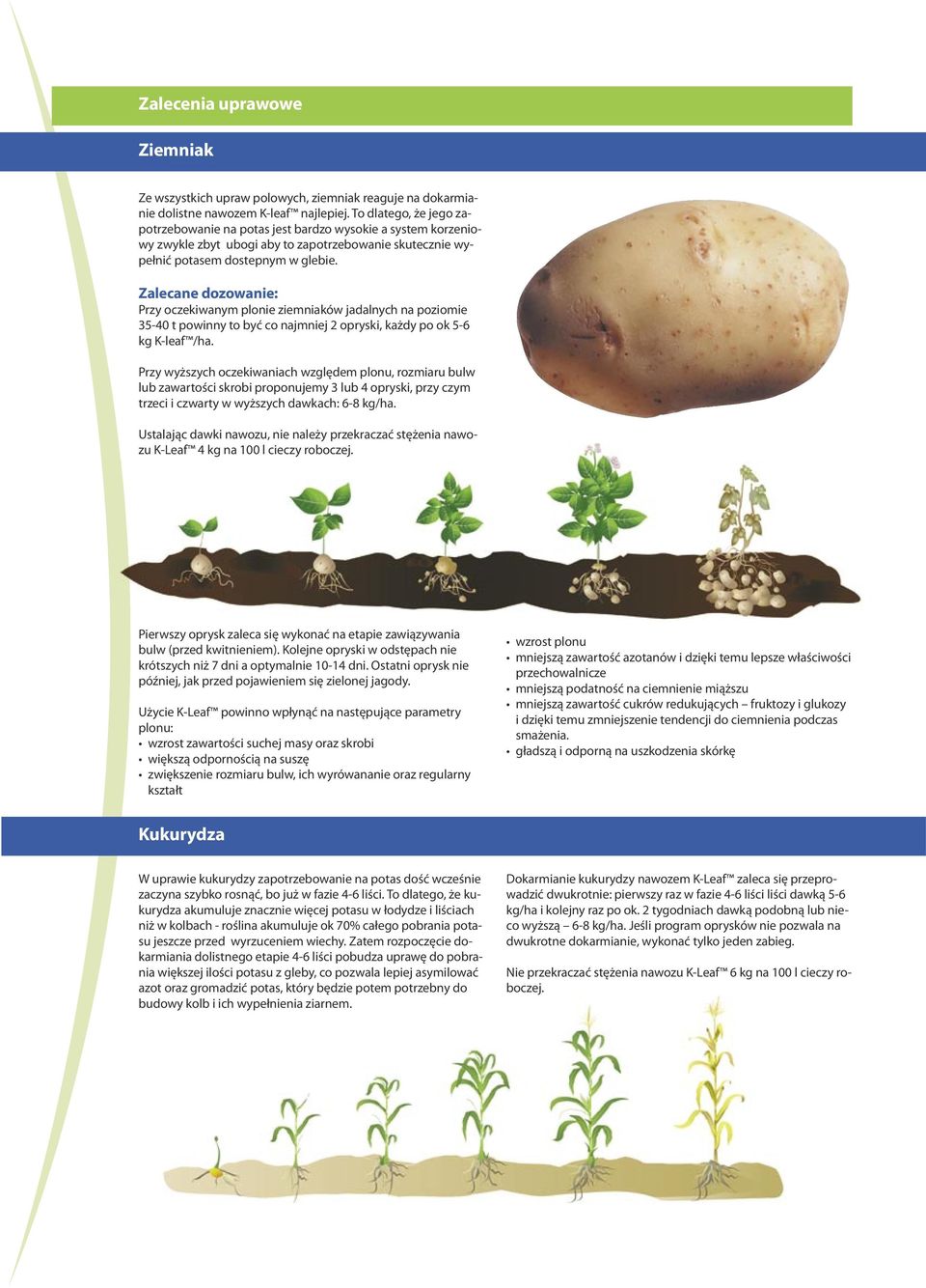 Zalecane dozowanie: Przy oczekiwanym plonie ziemniaków jadalnych na poziomie 35-40 t powinny to być co najmniej 2 opryski, każdy po ok 5-6 kg K-leaf /ha.