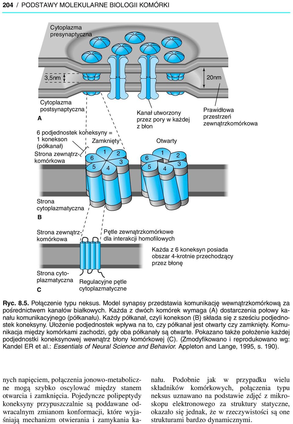 Pętle zewnątrzkomórkowe dla interakcji homofilowych Regulacyjne pętle cytoplazmatyczne Każda z 6 koneksyn posiada obszar 4-krotnie przechodzący przez błonę Ryc. 8.5. Połączenie typu neksus.