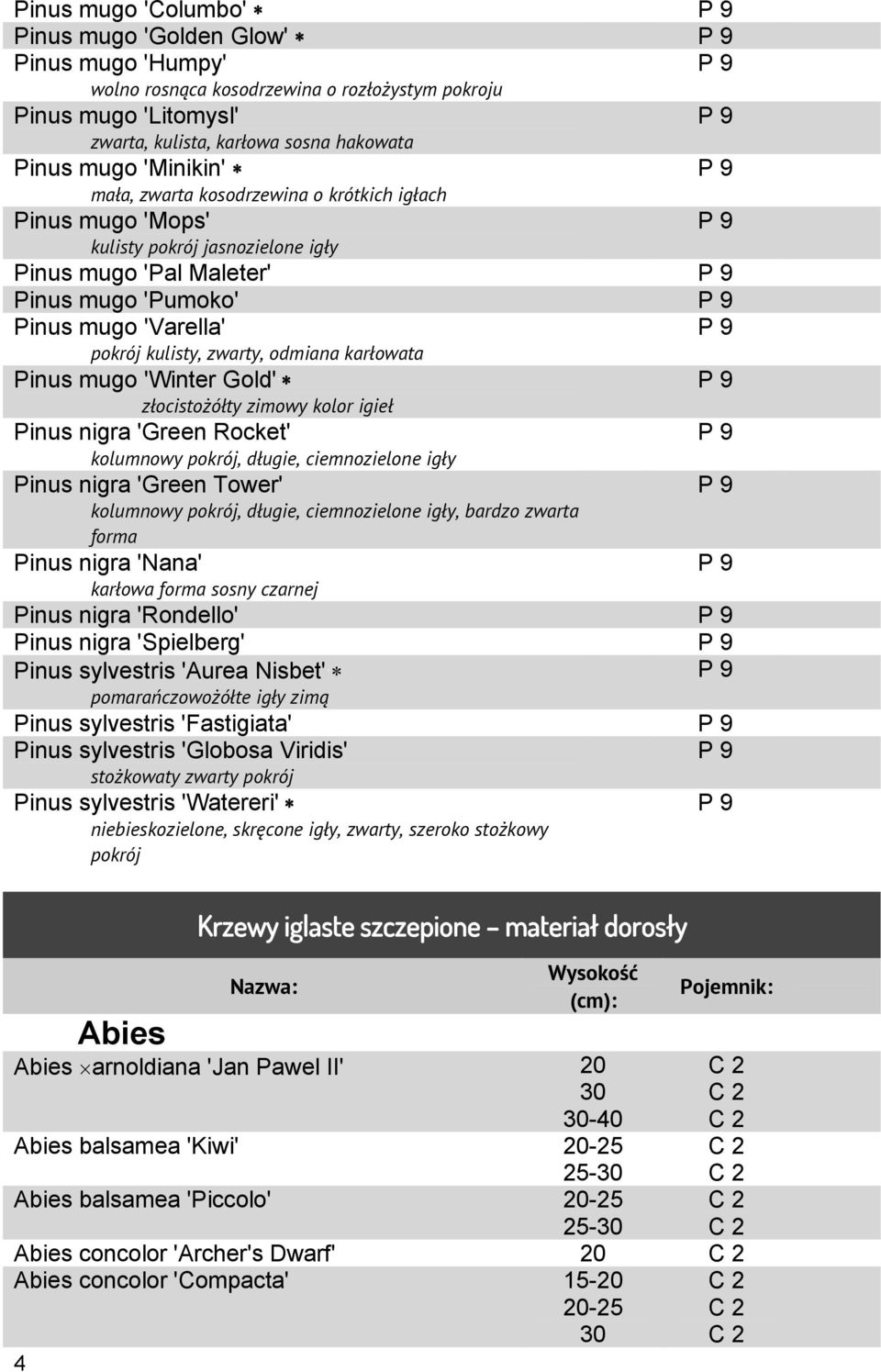 karłowata Pinus mugo 'Winter Gold' złocistożółty zimowy kolor igieł Pinus nigra 'Green Rocket' kolumnowy pokrój, długie, ciemnozielone igły Pinus nigra 'Green Tower' kolumnowy pokrój, długie,