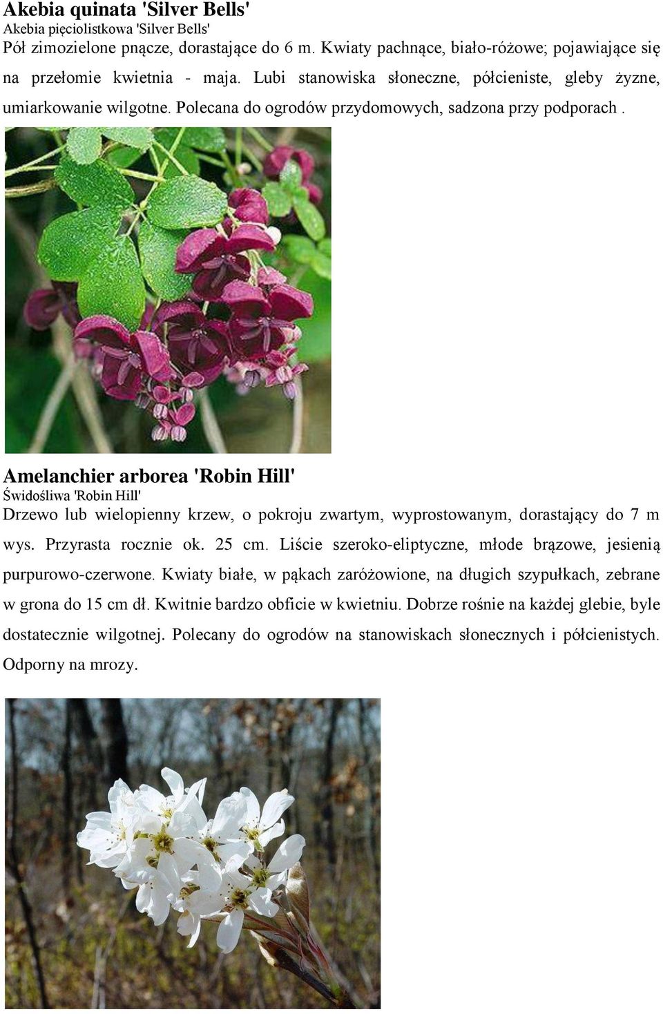 Amelanchier arborea 'Robin Hill' Świdośliwa 'Robin Hill' Drzewo lub wielopienny krzew, o pokroju zwartym, wyprostowanym, dorastający do 7 m wys. Przyrasta rocznie ok. 25 cm.