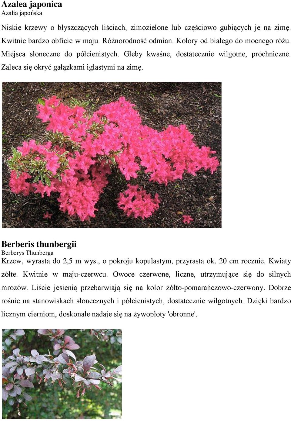 Berberis thunbergii Berberys Thunberga Krzew, wyrasta do 2,5 m wys., o pokroju kopulastym, przyrasta ok. 20 cm rocznie. Kwiaty żółte. Kwitnie w maju-czerwcu.