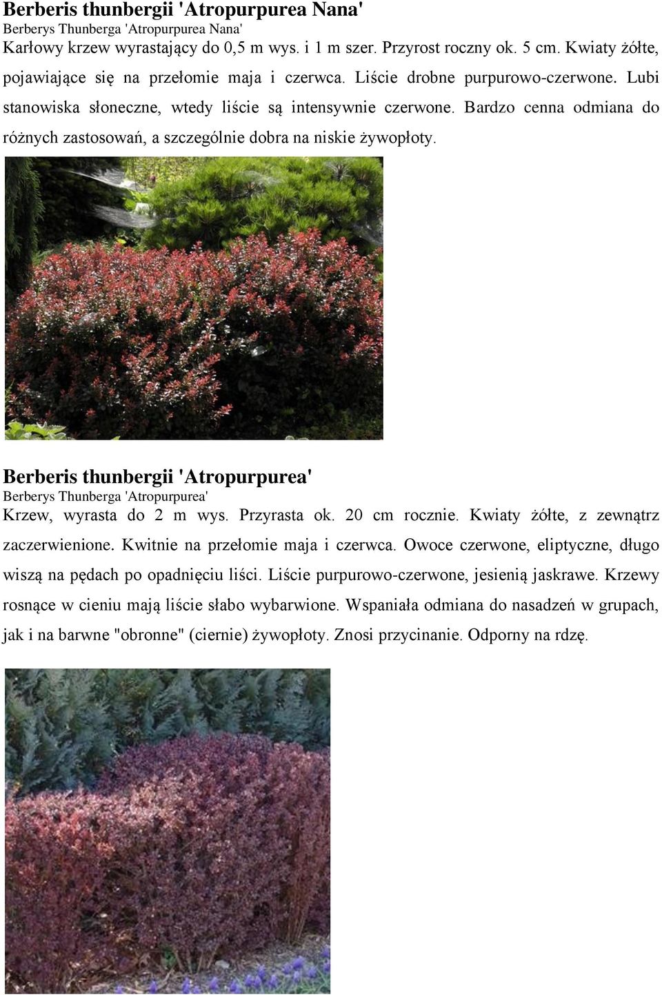 Bardzo cenna odmiana do różnych zastosowań, a szczególnie dobra na niskie żywopłoty. Berberis thunbergii 'Atropurpurea' Berberys Thunberga 'Atropurpurea' Krzew, wyrasta do 2 m wys. Przyrasta ok.