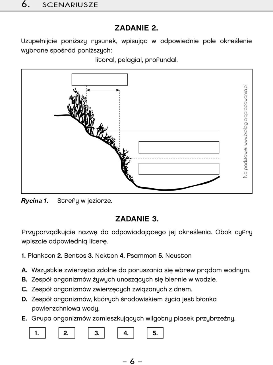 Nekton 4. Psammon 5. Neuston A. Wszystkie zwierzęta zdolne do poruszania się wbrew prądom wodnym. B. Zespół organizmów żywych unoszących się biernie w wodzie. C.