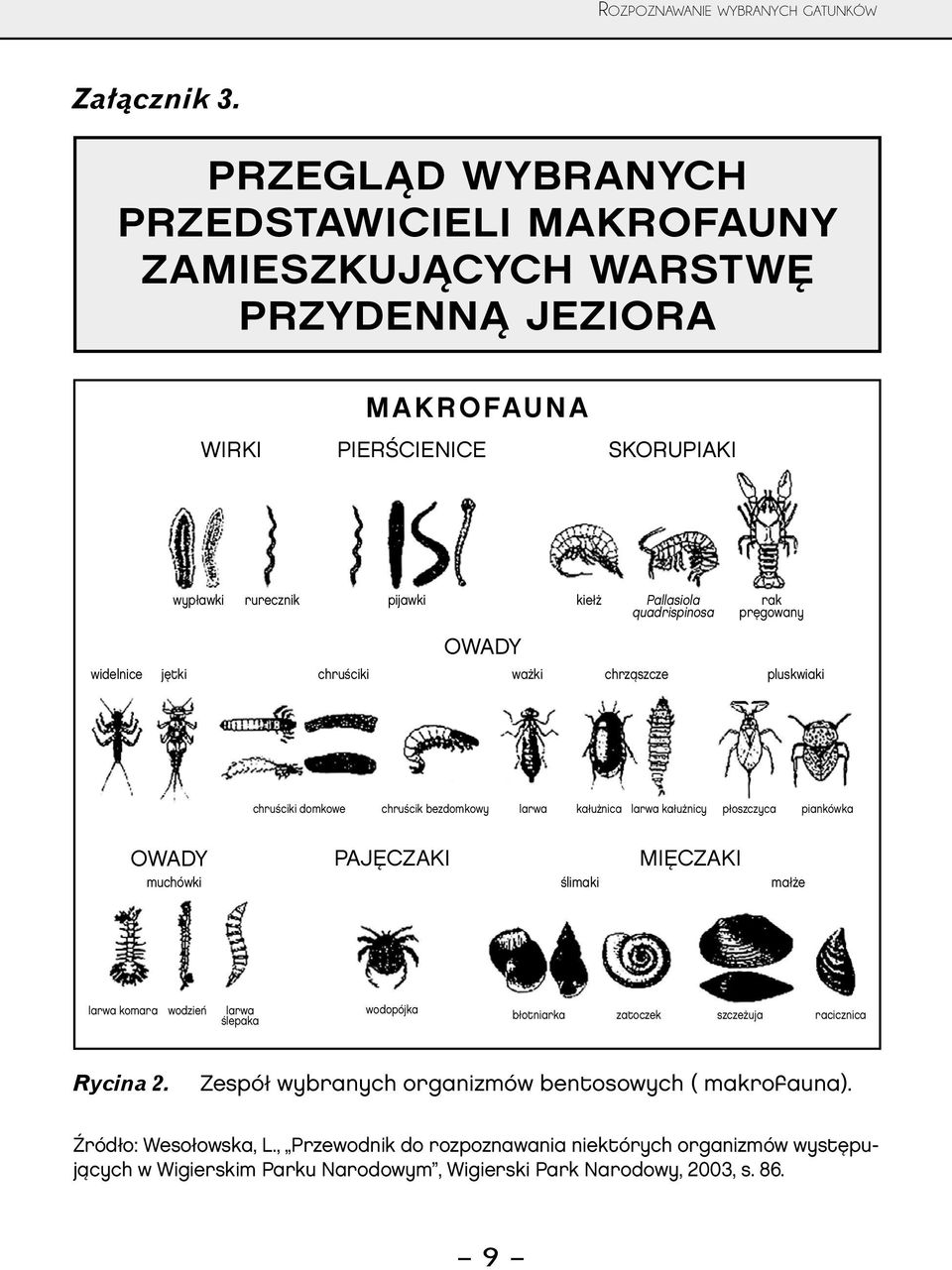 OWADY widelnice jętki chruściki ważki chrząszcze rak pręgowany pluskwiaki chruściki domkowe chruścik bezdomkowy larwa kałużnica larwa kałużnicy płoszczyca piankówka OWADY muchówki