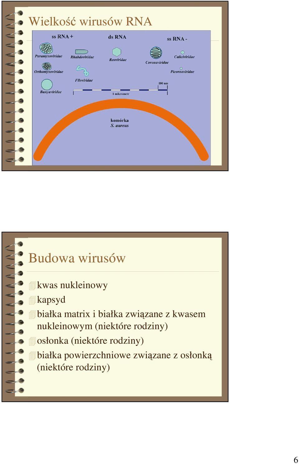 nukleinowym (niektóre rodziny) osłonka (niektóre