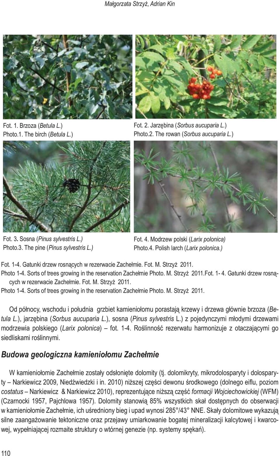 Gatunki drzew rosnących w rezerwacie Zachełmie. Fot. M. Strzyż 2011. Photo 1-4. Sorts of trees growing in the reservation Zachełmie Photo. M. Strzyż 2011.Fot. 1-4. Gatunki drzew rosnących w rezerwacie Zachełmie.