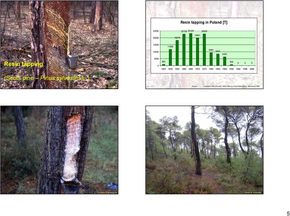 1980 1985 1990 1992 1994 1996 1998 (Scots pine Pinus sylvestris L.