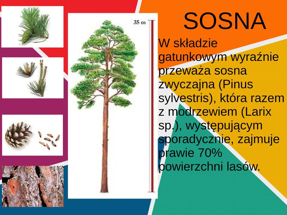 razem z modrzewiem (Larix sp.