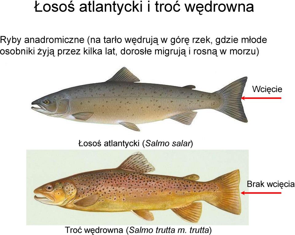 lat, dorosłe migrują i rosną w morzu) Wcięcie Łosoś