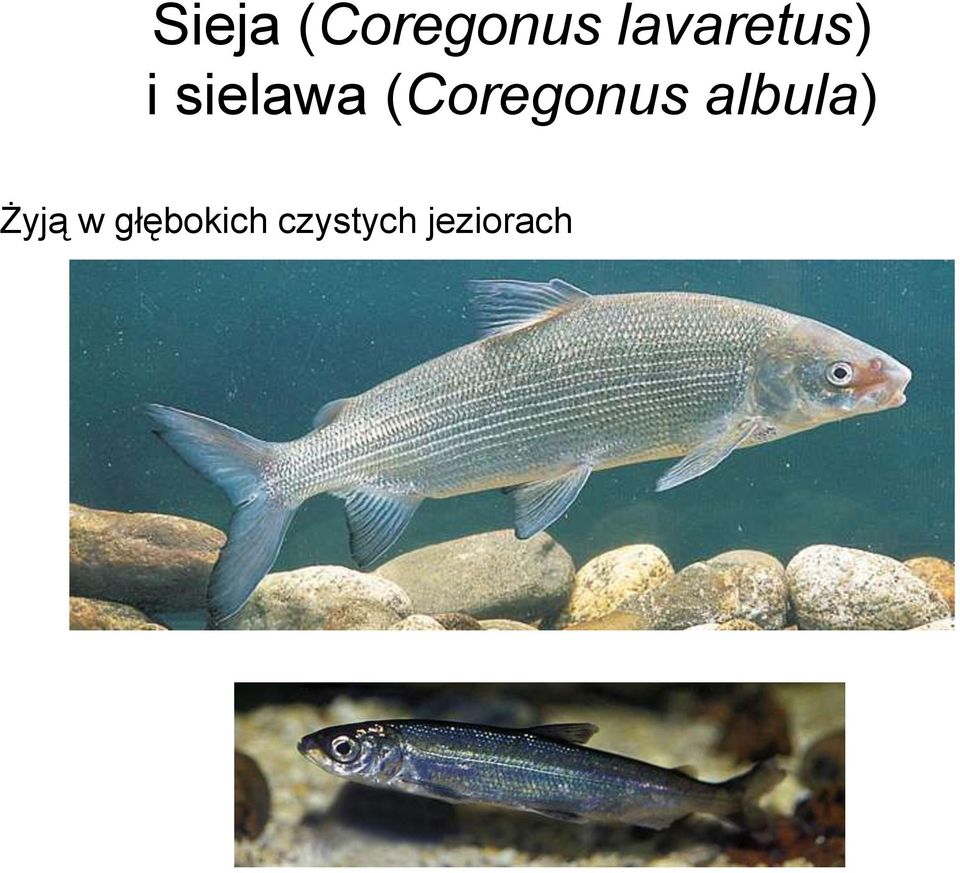 (Coregonus albula)