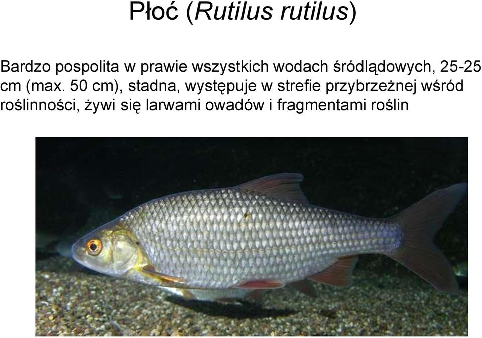 50 cm), stadna, występuje w strefie przybrzeżnej