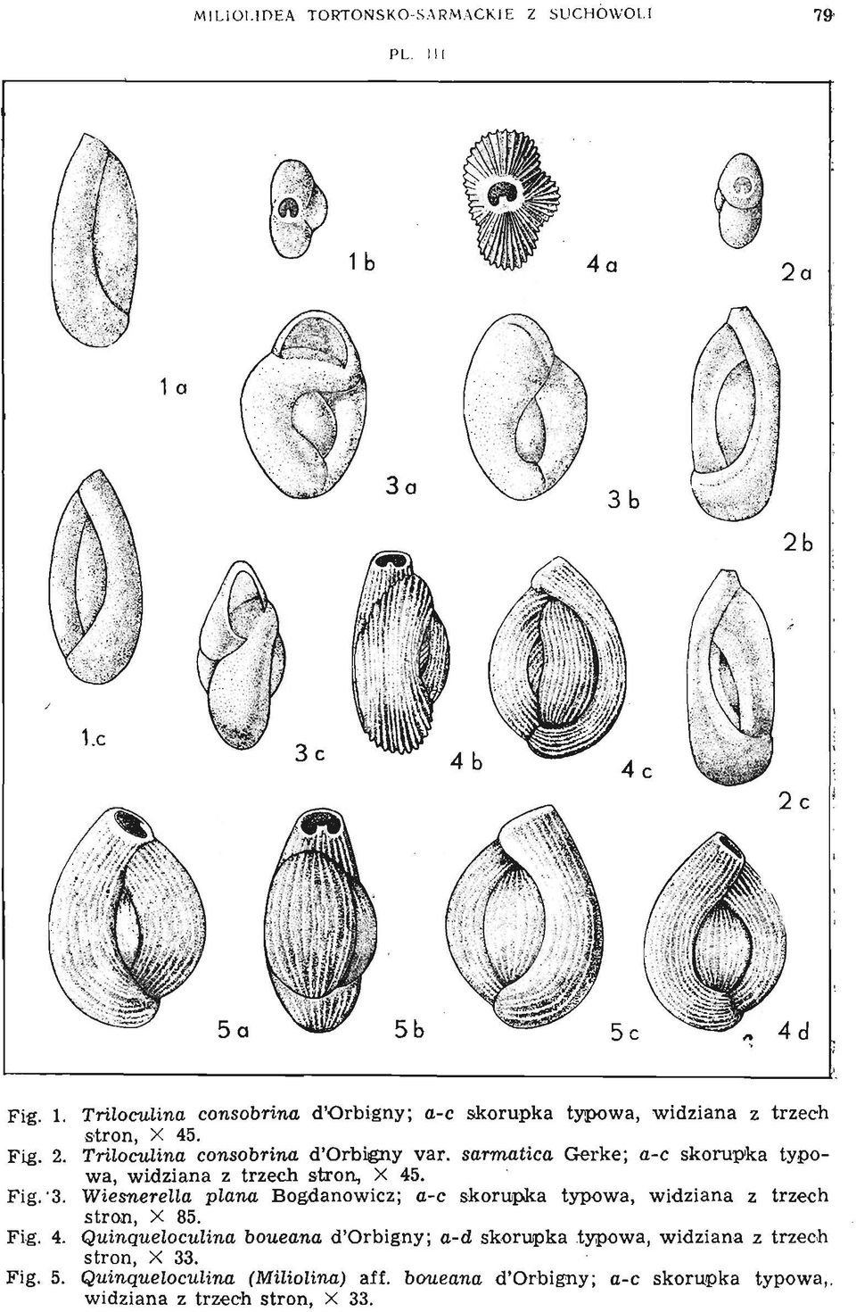 Wiesnerella piana Bogdanowicz; a-c skorupka typowa, widziana z trzech stron, X 85. Fig. 4.