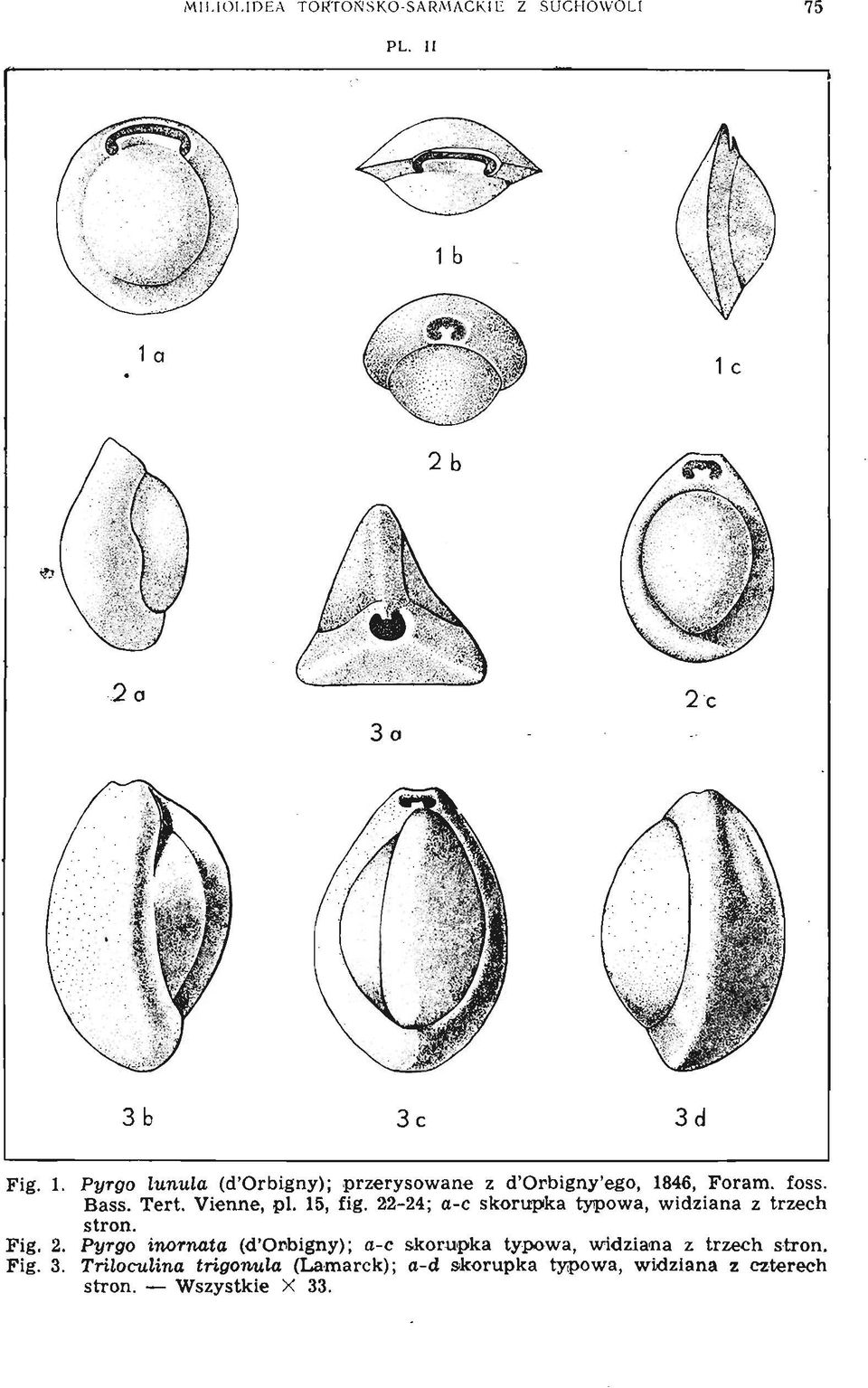 Bass. Tert. Vienne, pl, 15, fig. 22-24 ; a-c skorupka typowa, widziana z trzech stron. Fig. 2. Pyrgo inornata (d'or.